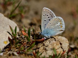 okgzl Byk Turanmavisi (Polyommatus myrrha)