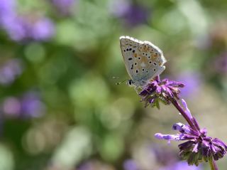 okgzl Yalanc illi Mavi (Polyommatus corydonius)