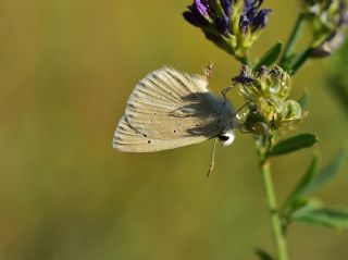 okgzl Poseydon Mavisi (Polyommatus poseidon)