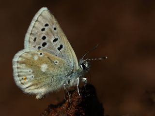 Pirene okgzls (Polyommatus pyrenaicus)