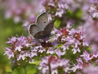 Pirene okgzls (Polyommatus pyrenaicus)