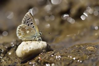 Pirene okgzls (Polyommatus pyrenaicus)