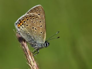 Ate Bakr Gzeli (Lycaena candens)