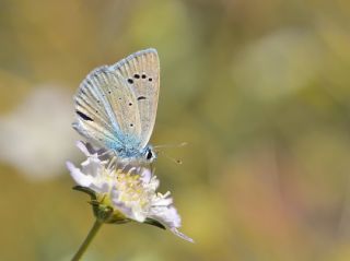 Lacivert Anadolu okgzls (Polyommatus actis )