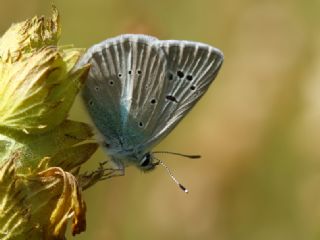 okgzl Van Mavisi (Polyommatus turcicola)