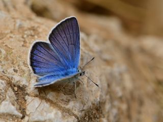 okgzl Trk Mavisi (Polyommatus turcicus)