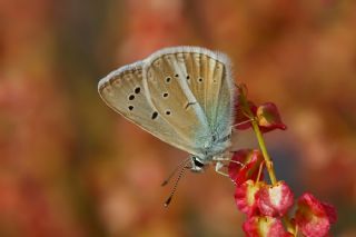 okgzl Ar Mavisi (Polyommatus vanensis)