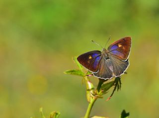 Mormee (Favonius quercus)