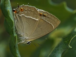 Mormee (Favonius quercus)