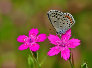 Himalaya Mavisi (Pseudophilotes vicrama)