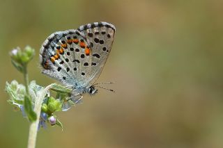 Bavius Mavisi (Pseudophilotes bavius)