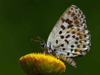 Kara Mavi (Scolitantides orion)