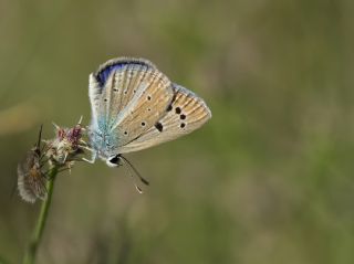 okgzl Siyan Mavisi (Polyommatus cyaneus)