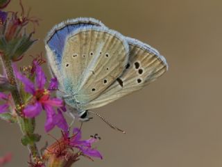 okgzl Damokles Mavisi (Polyommatus damocles)