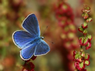 okgzl Kandl Mavisi (Polyommatus kanduli)