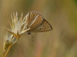 Dan�enko �okg�zl�s�&nbsp;(Polyommatus&nbsp;dantchenkoi)