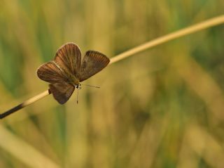 Danenko okgzls (Polyommatus dantchenkoi)