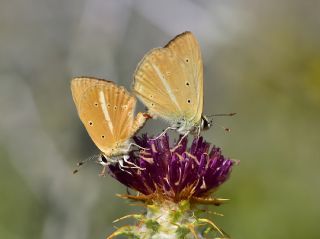 okgzl Demavend Esmeri (Polyommatus demavendi)