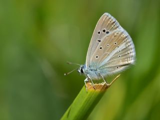 okgzl Karabet Mavisi (Polyommatus haigi)