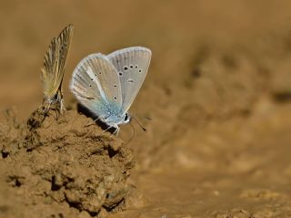 okgzl Vatan Mavisi (Polyommatus igisizilim)