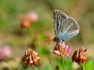 okgzl fikarmon (Polyommatus iphicarmon)