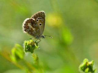okgzl Teberda Mavisi (Aricia teberdina)