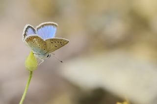 okgzl Torul Mavisi (Aricia torulensis)