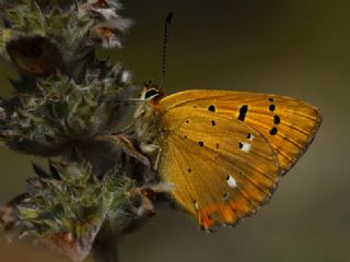 Orman Bakr Gzeli (Lycaena virgaureae)