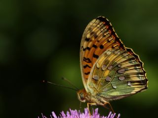 Gzel nci (Argynnis aglaja)