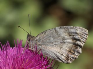 Lidya Yalanccads (Pseudochazara lydia)