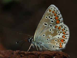okgzl Orman Esmeri (Aricia artaxerxes)