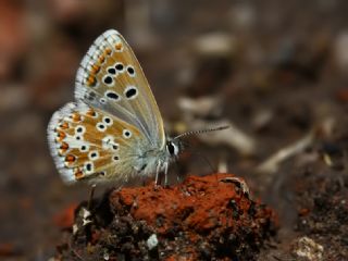okgzl Anadolu Mavisi (Aricia crassipunctus)