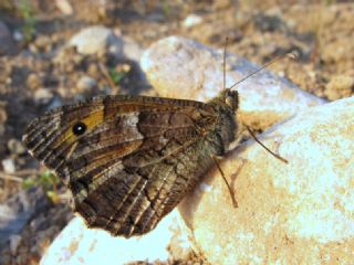 Gney Kzlmelei (Hipparchia senthes)