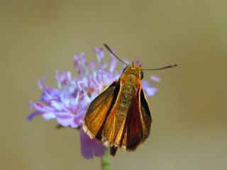 Sar Lekeli Zpzp (Thymelicus acteon)