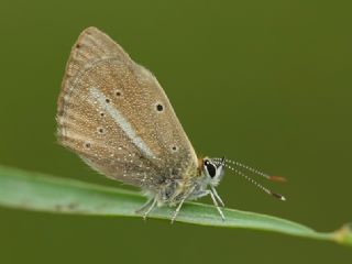 Erivan Anormal okgzls (Polyommatus eriwanensis)