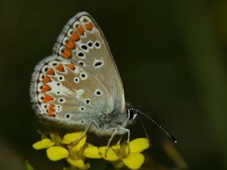 okgzl Orman Esmeri (Aricia artaxerxes)