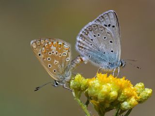 okgzl Edon Mavisi (Polyommatus aedon)