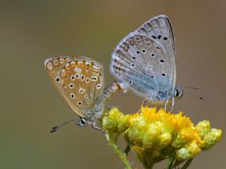 okgzl Edon Mavisi (Polyommatus aedon)