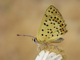 sli Bakr Gzeli (Lycaena tityrus)