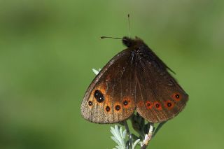 Uygur Gzelesmeri (Proterebia afra)