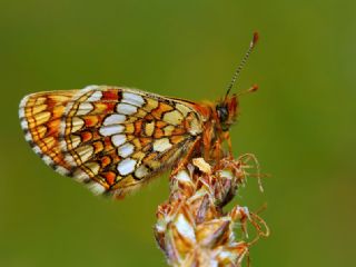 Gzel Amannisa (Mellicta  aurelia)