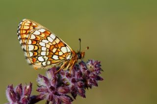 Gzel Amannisa (Mellicta  aurelia)