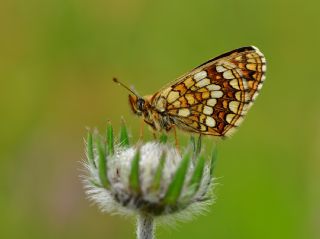 G�zel Amannisa&nbsp;(Mellicta &nbsp;aurelia)