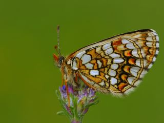 Gzel Amannisa (Mellicta  aurelia)