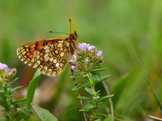 Gzel Amannisa (Mellicta  aurelia)