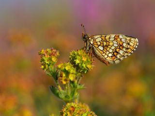 Gzel Amannisa (Mellicta  aurelia)