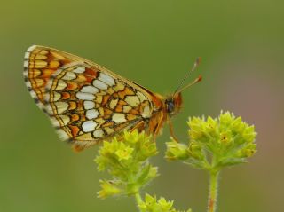 Gzel Amannisa (Mellicta  aurelia)