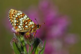 Gzel Amannisa (Mellicta  aurelia)