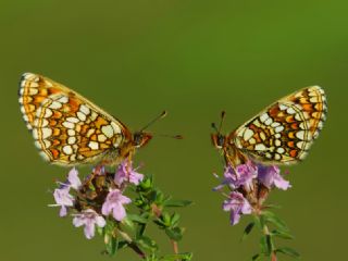 Gzel Amannisa (Mellicta  aurelia)