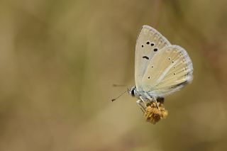 okgzl Attalos Mavisi (Polyommatus schuriani attalaensis)